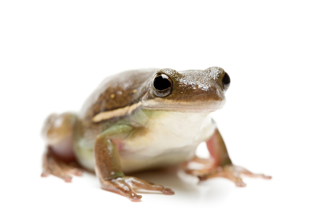 Frog Image